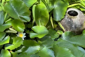 lilies on pond